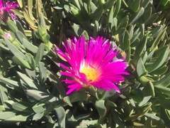 Carpobrotus quadrifidus