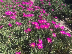 Carpobrotus quadrifidus