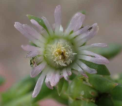 Image of Delosperma subincanum by (c) Nicola van Berkel, some rights reserved (CC BY-SA)