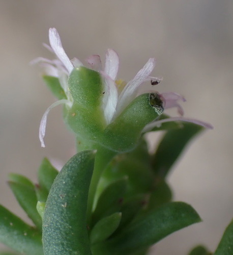 Image of Delosperma subincanum by (c) Nicola van Berkel, some rights reserved (CC BY-SA)