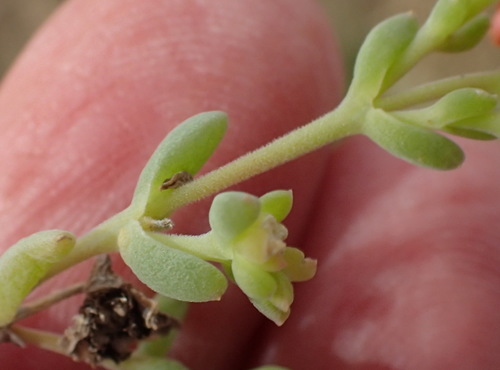 Image of Delosperma testaceum by (c) Nicola van Berkel, some rights reserved (CC BY-SA)