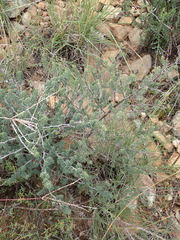 Asparagus crassicladus