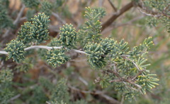 Asparagus crassicladus