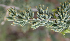 Asparagus crassicladus