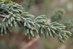 Asparagus crassicladus