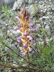 Orobanche cernua