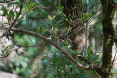 Fringilla coelebs ombriosa