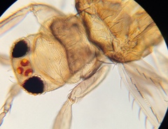 Neohydatothrips burungae