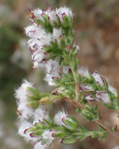 Image of Heath Kapok by (c) Nicola van Berkel, some rights reserved (CC BY-SA)