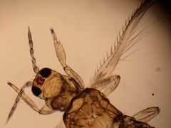 Neohydatothrips burungae