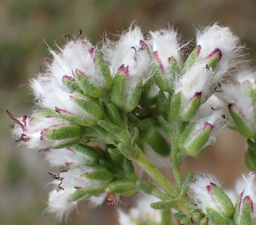 Image of Eriocephalus ericoides by (c) Nicola van Berkel, some rights reserved (CC BY-SA)