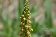 Orchis anthropophora
