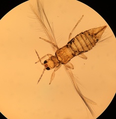 Neohydatothrips burungae