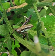 Pholidoptera littoralis