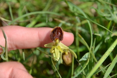 Ophrys sphegodes