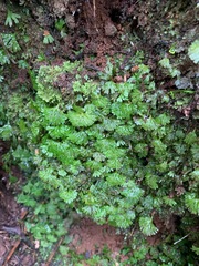 Hymenophyton flabellatum