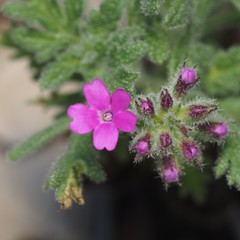 Glandularia tumidula