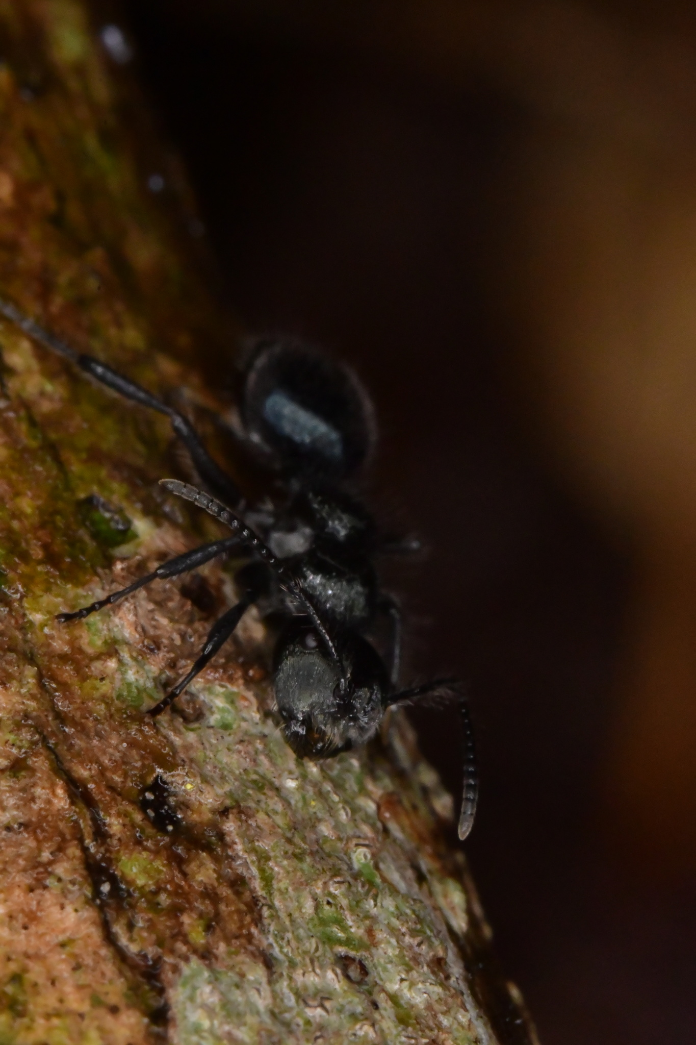 Echinopla striata