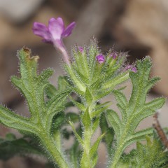 Glandularia tumidula
