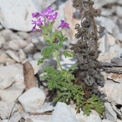 Glandularia tumidula