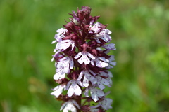 Orchis purpurea