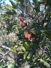 Combretum apiculatum