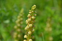 Orchis anthropophora