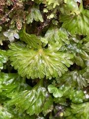 Hymenophyton flabellatum