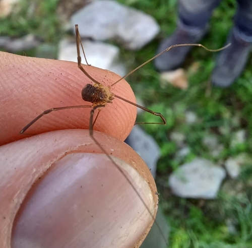 kosec Sempronov (Nelima sempronii)
