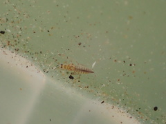 Neohydatothrips burungae