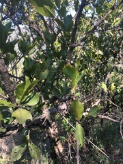 Combretum apiculatum