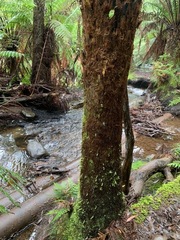 Hymenophyton flabellatum