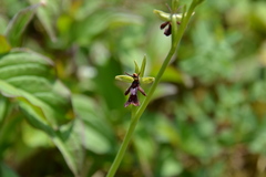Ophrys insectifera