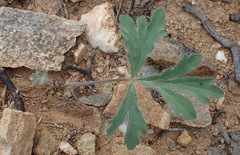 Pelargonium gracillimum