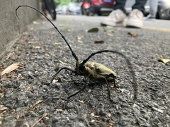 Batocera lineolata