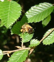 Andrena nigroaenea