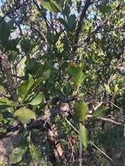 Combretum apiculatum