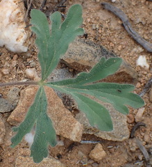 Pelargonium gracillimum