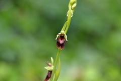 Ophrys insectifera