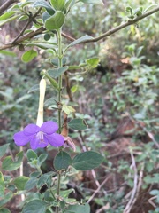 Barleria obtusa