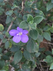 Barleria obtusa