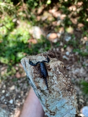 Euscorpius italicus