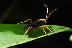 Leptodialepis bipartitus