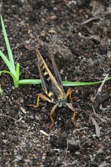 Ornithacris pictula