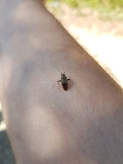 Closterotomus annulus