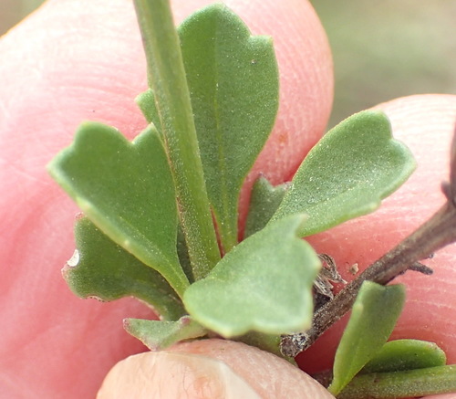 Image of Chascanum cuneifolium by (c) Nicola van Berkel, some rights reserved (CC BY-SA)