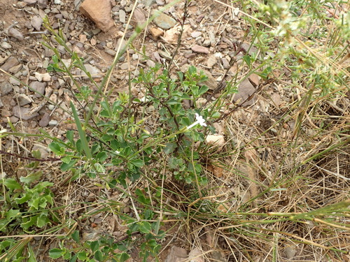 Image of Chascanum cuneifolium by (c) Nicola van Berkel, some rights reserved (CC BY-SA)