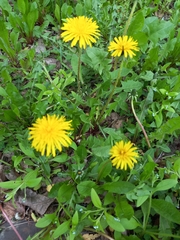 Taraxacum officinale