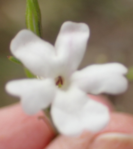 Image of Chascanum cuneifolium by (c) Nicola van Berkel, some rights reserved (CC BY-SA)