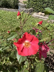 Rosa gallica